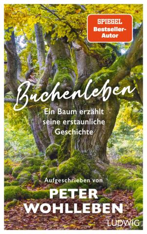 Buchenleben